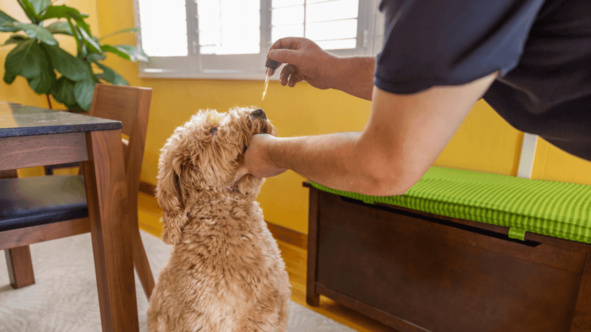 Una mirada a las enfermedades de mascotas tratables con cannabis