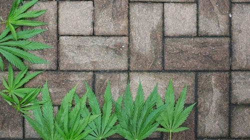 Brazil has the potential to surpass the USA in the hempcrete market, but lacks regulation