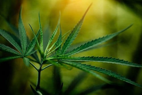A Cannabis sativa é uma grande indústria; quem tem preconceito está vivendo em outro planeta