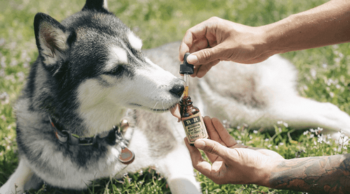 Cannabis medicinal avança na saúde animal e expõe urgência regulatória no Brasil