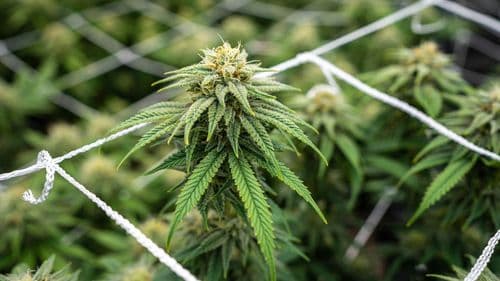 EcoSolução aposta em plataforma integrada e mira transformação do cultivo de cannabis no Brasil