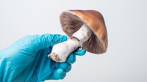 Psicodélicos, Cannabis e o Futuro da Medicina Integrativa