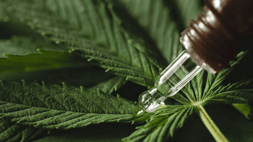 Imagem da noticia: Do cultivo ao paciente: os bastidores da segurança e qualidade dos produtos à base de cannabis no Brasil