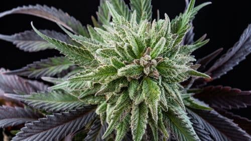 Imagem da noticia: Mimosa: la variedad de cannabis que revolucionó el mercado