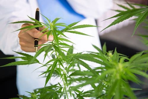 Ciência como aliada da cannabis: saber comunicar o tema faz toda a diferença